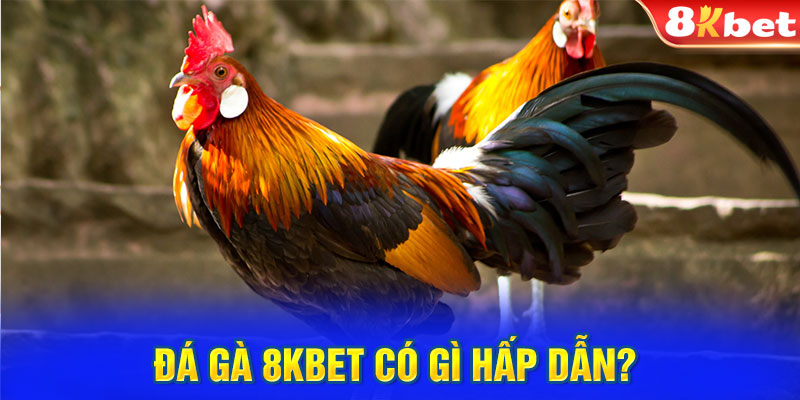 Đá gà 8KBET có gì hấp dẫn? 